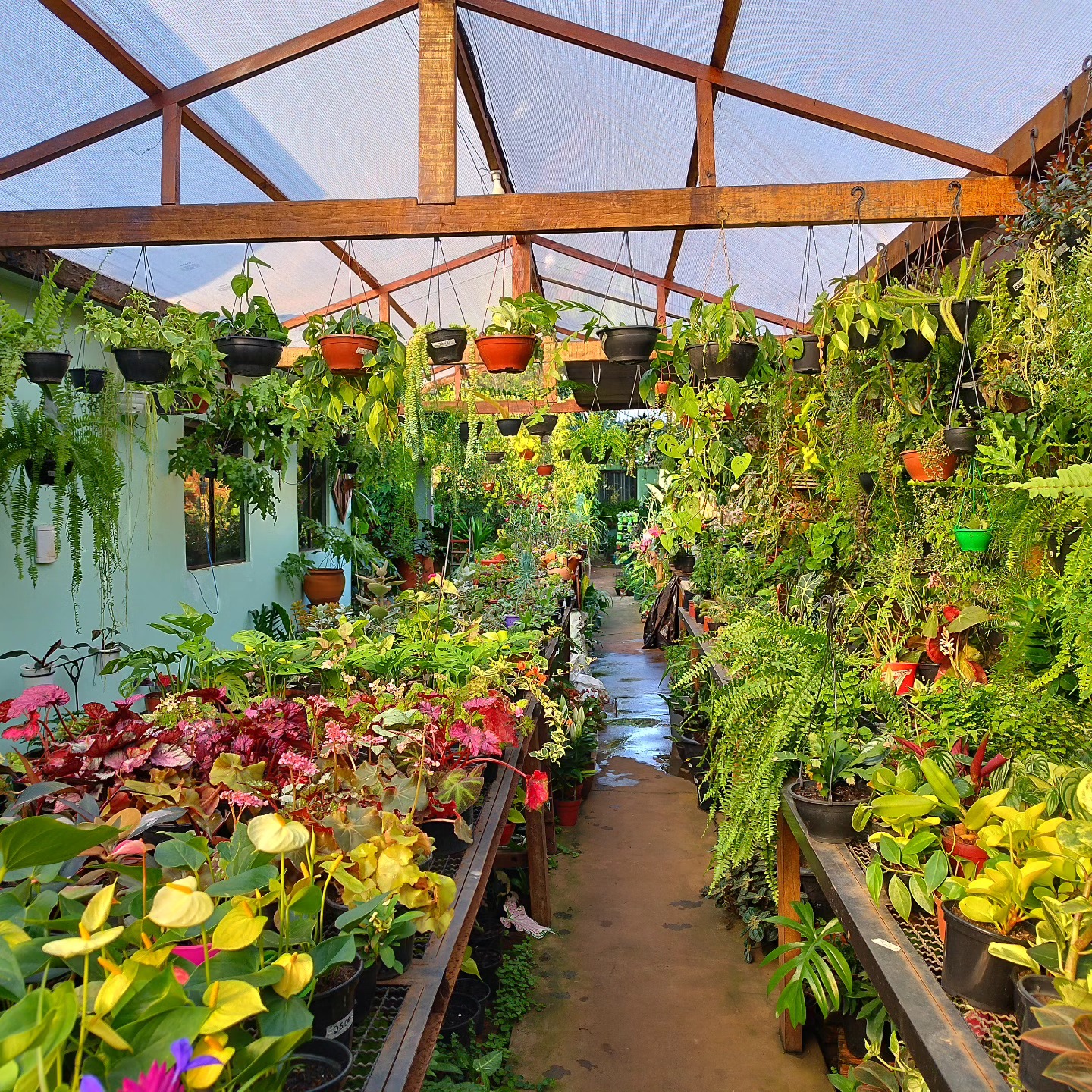 Quintal da Siart Flora - Floricultura em Dourados MS